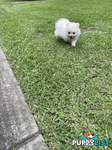 Pedigree Pomeranian Puppies