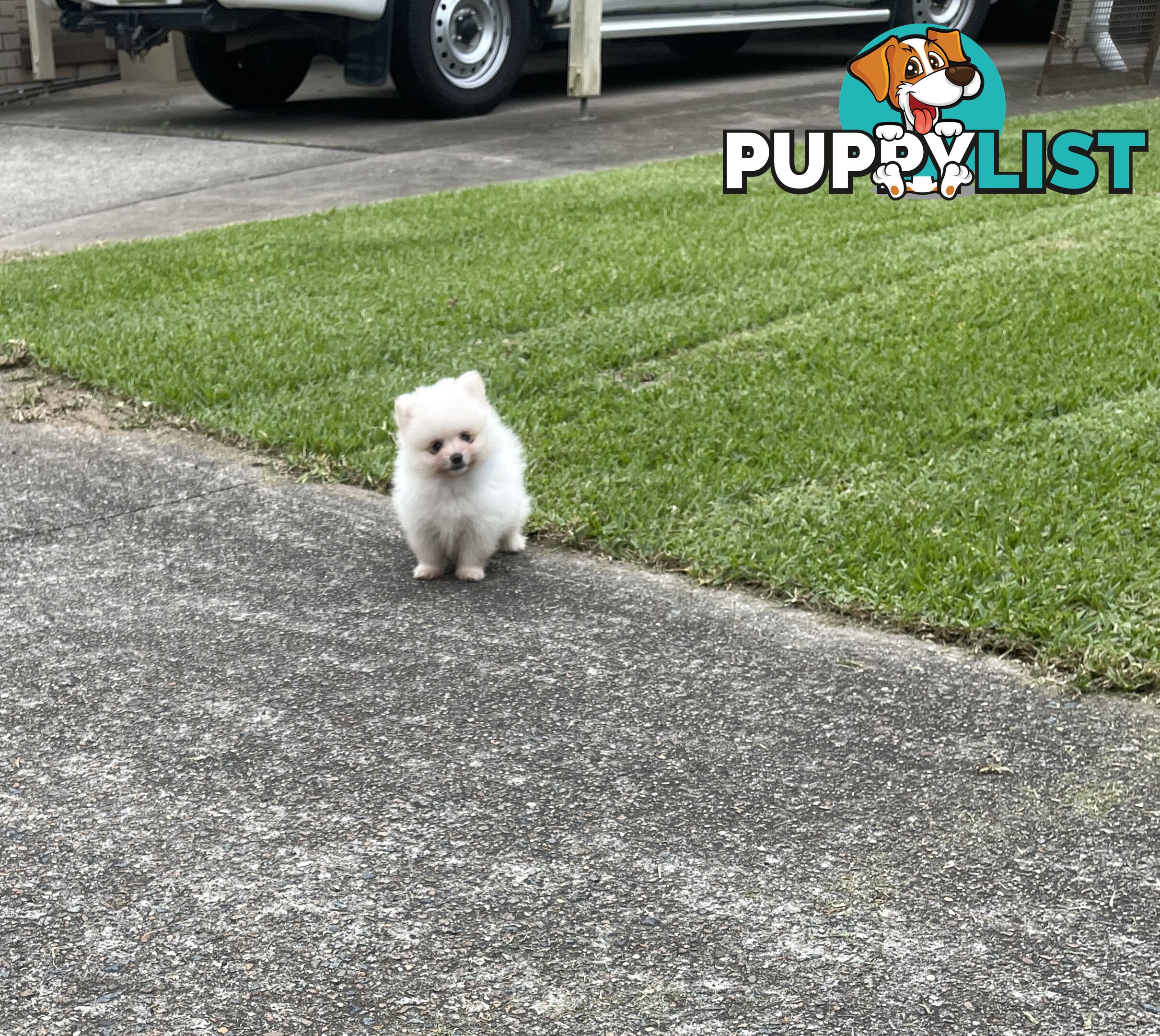 Pedigree Pomeranian Puppies