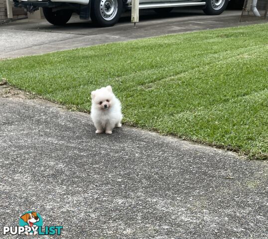 Pedigree Pomeranian Puppies