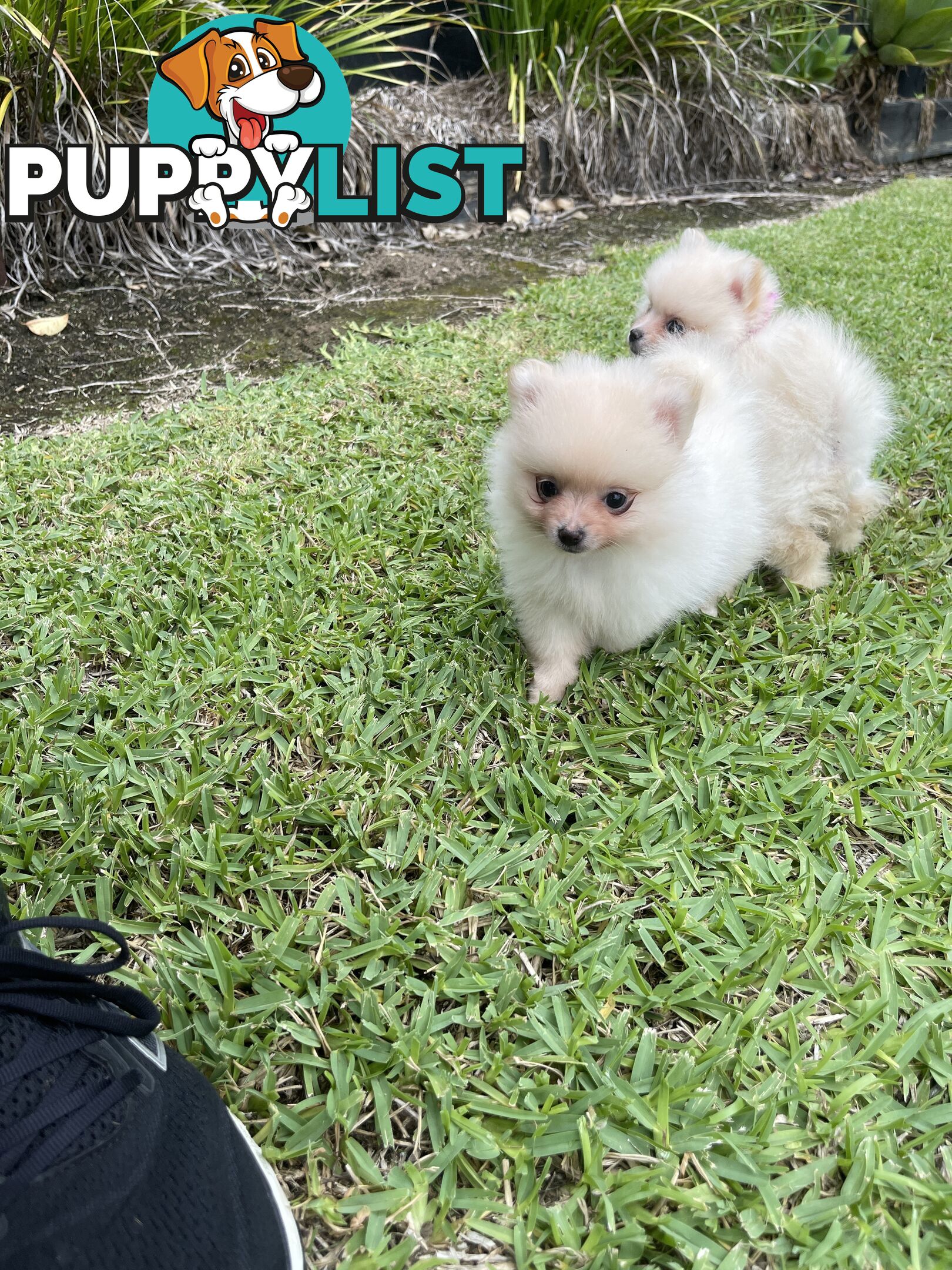 Pedigree Pomeranian Puppies