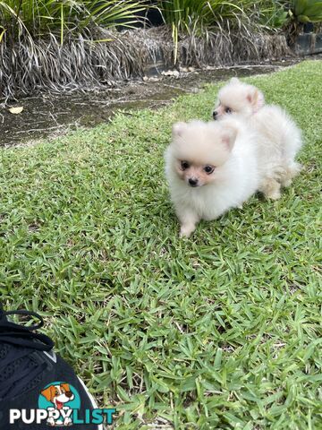 Pedigree Pomeranian Puppies