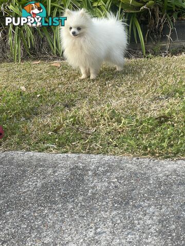 Pedigree Pomeranian Puppies