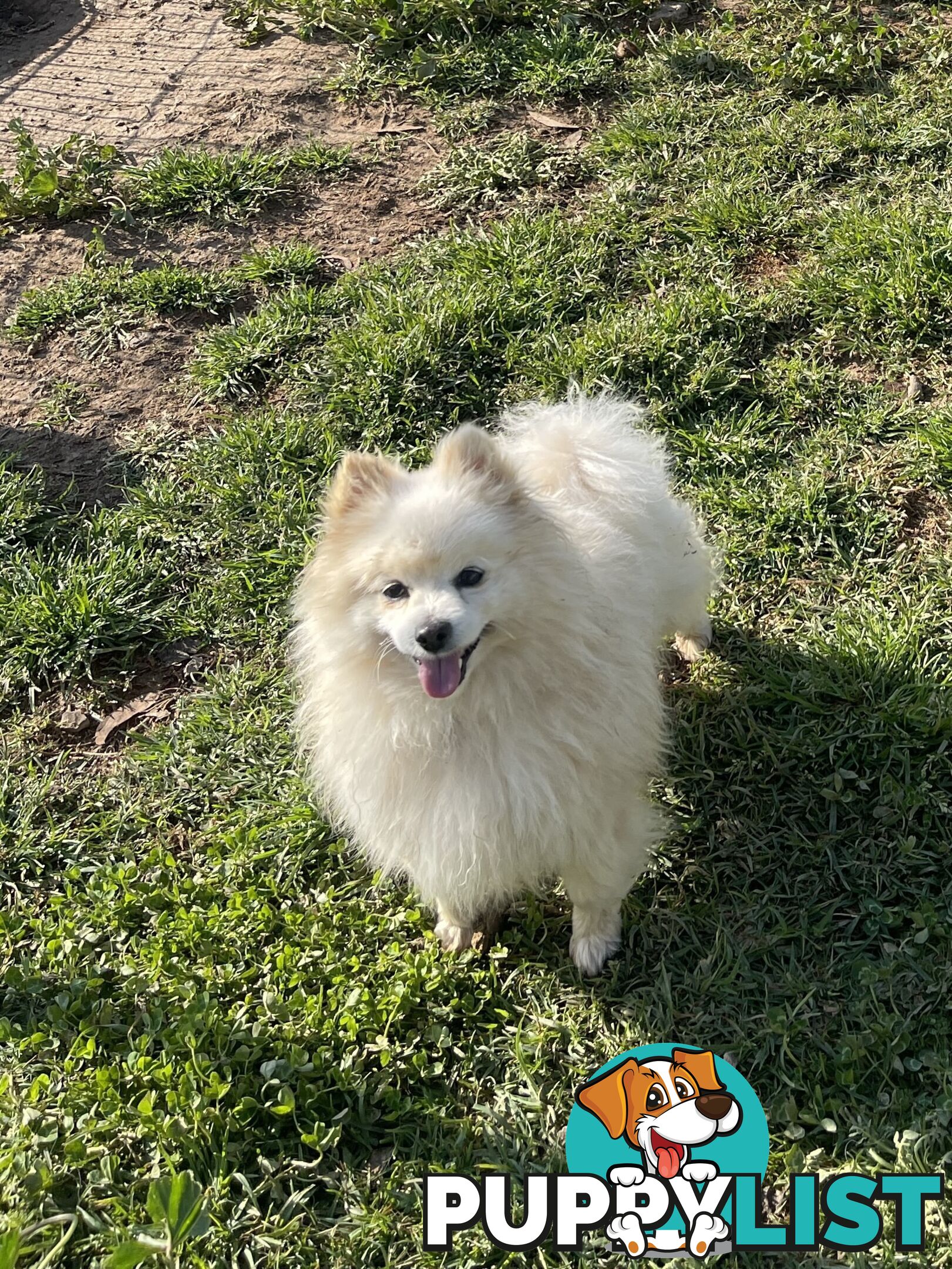 Pedigree Pomeranian Puppies