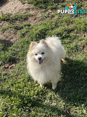 Pedigree Pomeranian Puppies