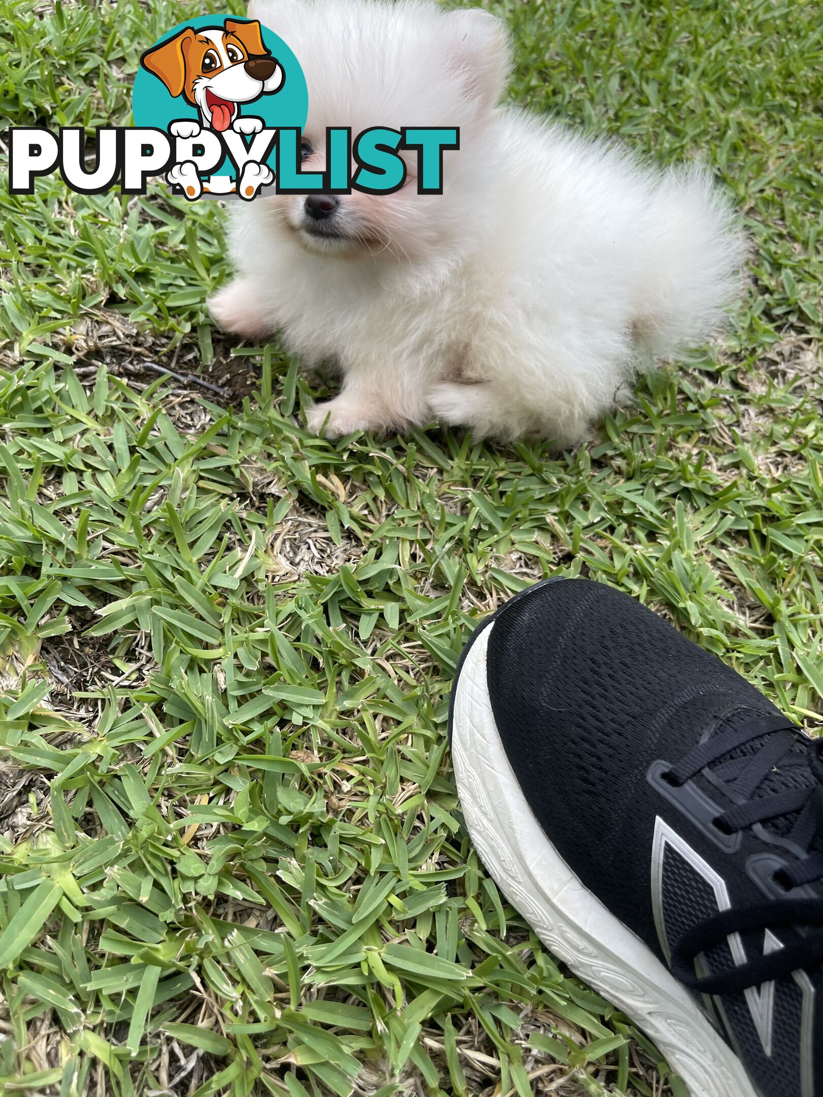 Pedigree Pomeranian Puppies