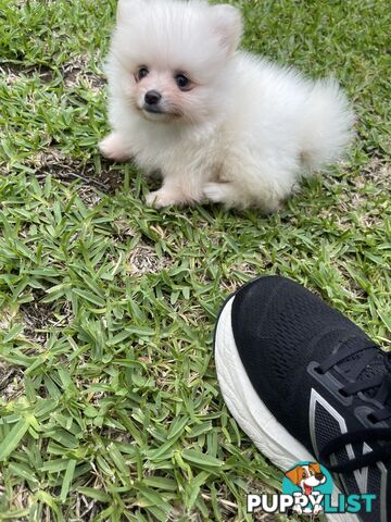 Pedigree Pomeranian Puppies