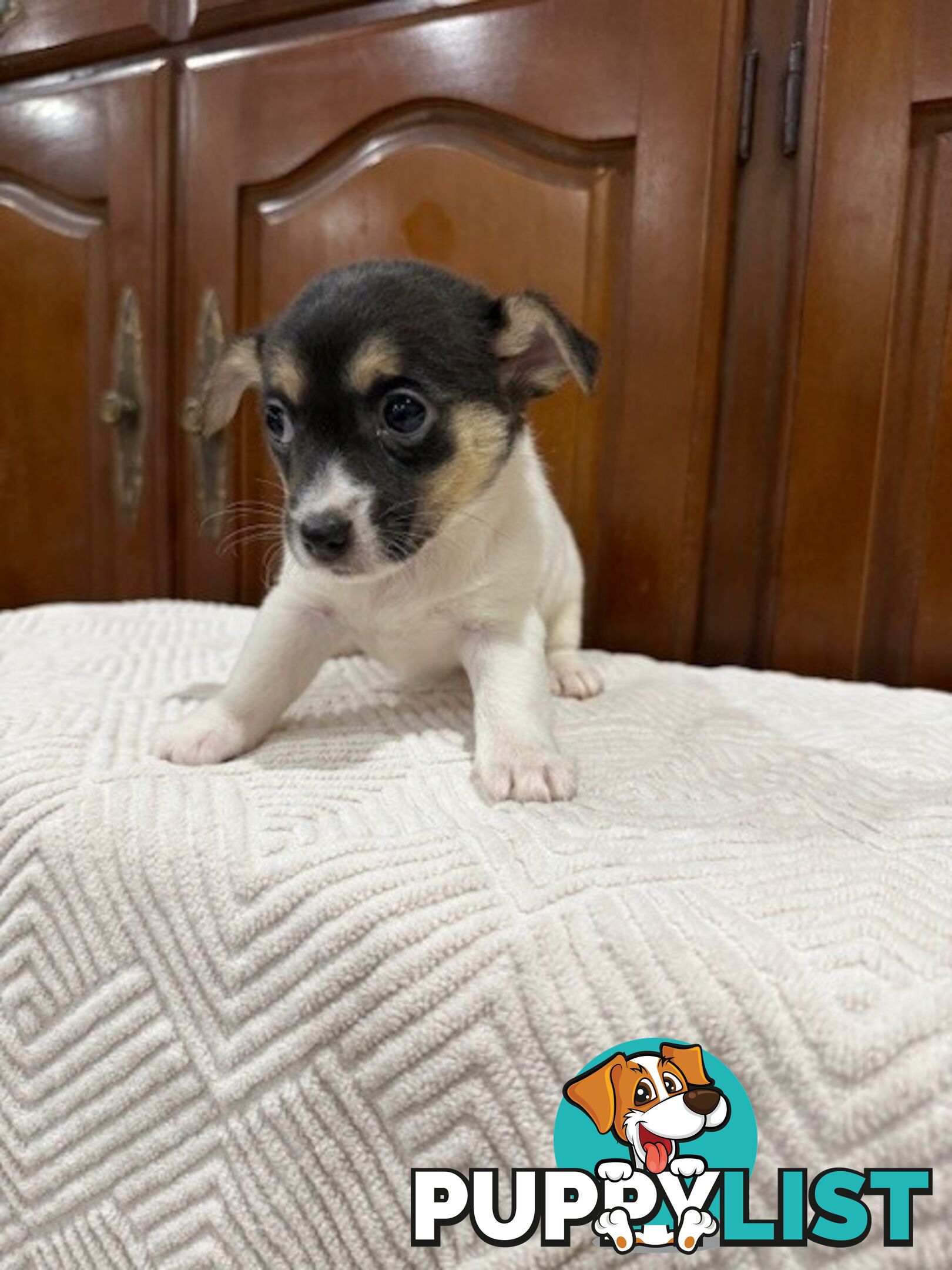 Mini Foxie/ Jack Russel