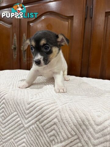Mini Foxie/ Jack Russel