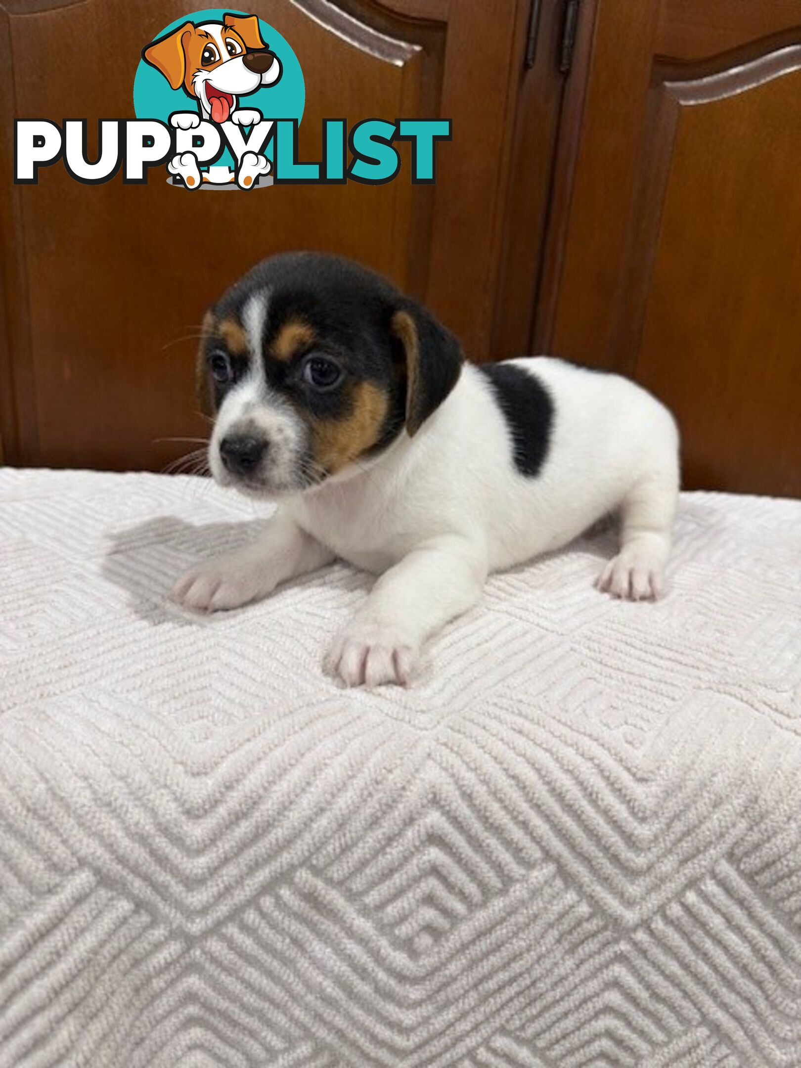 Mini Foxie/ Jack Russel