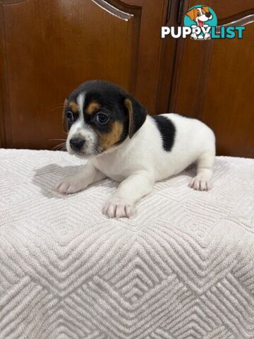 Mini Foxie/ Jack Russel