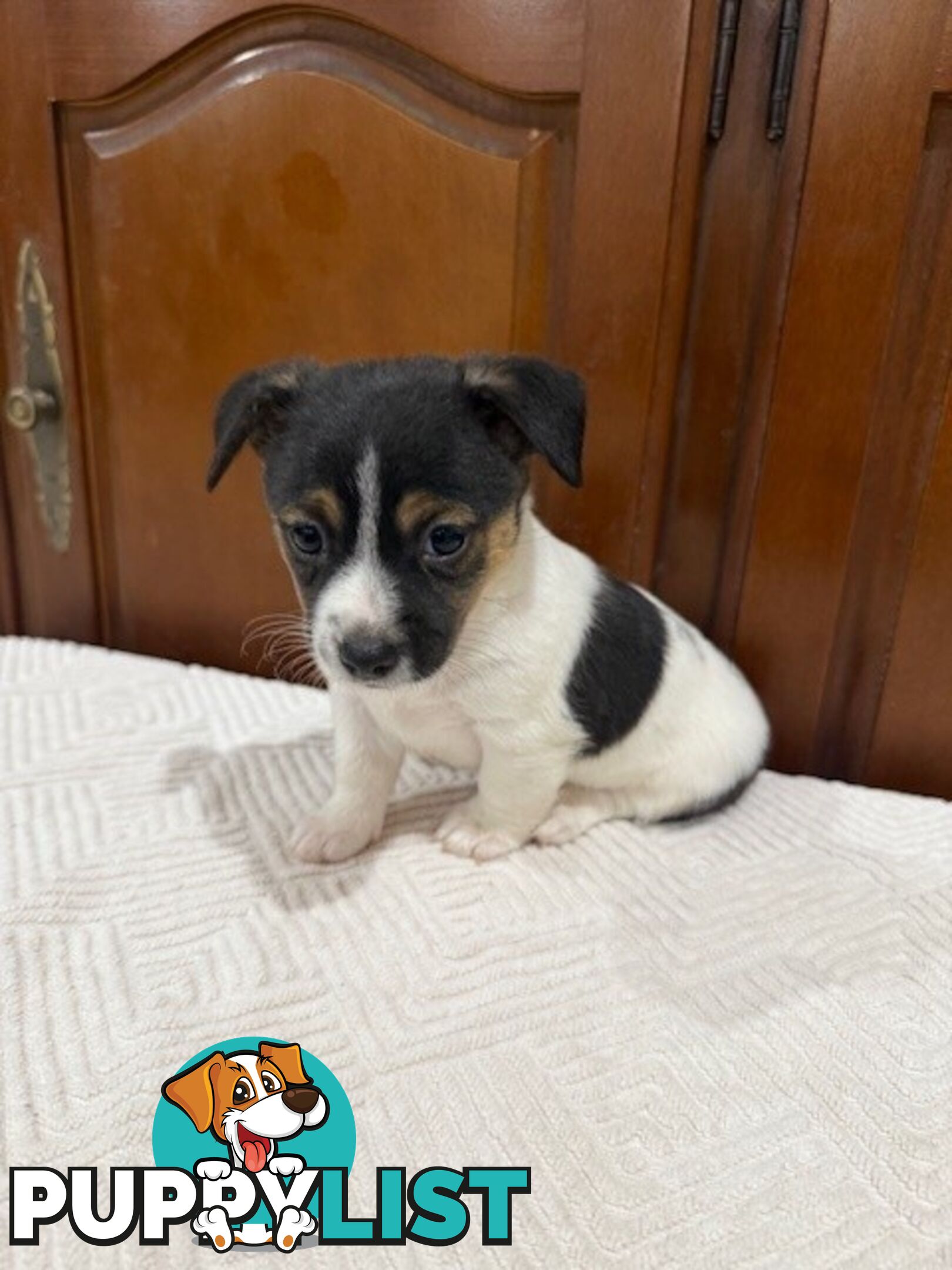 Mini Foxie/ Jack Russel