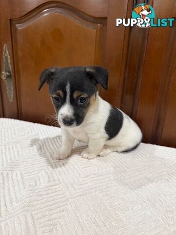 Mini Foxie/ Jack Russel