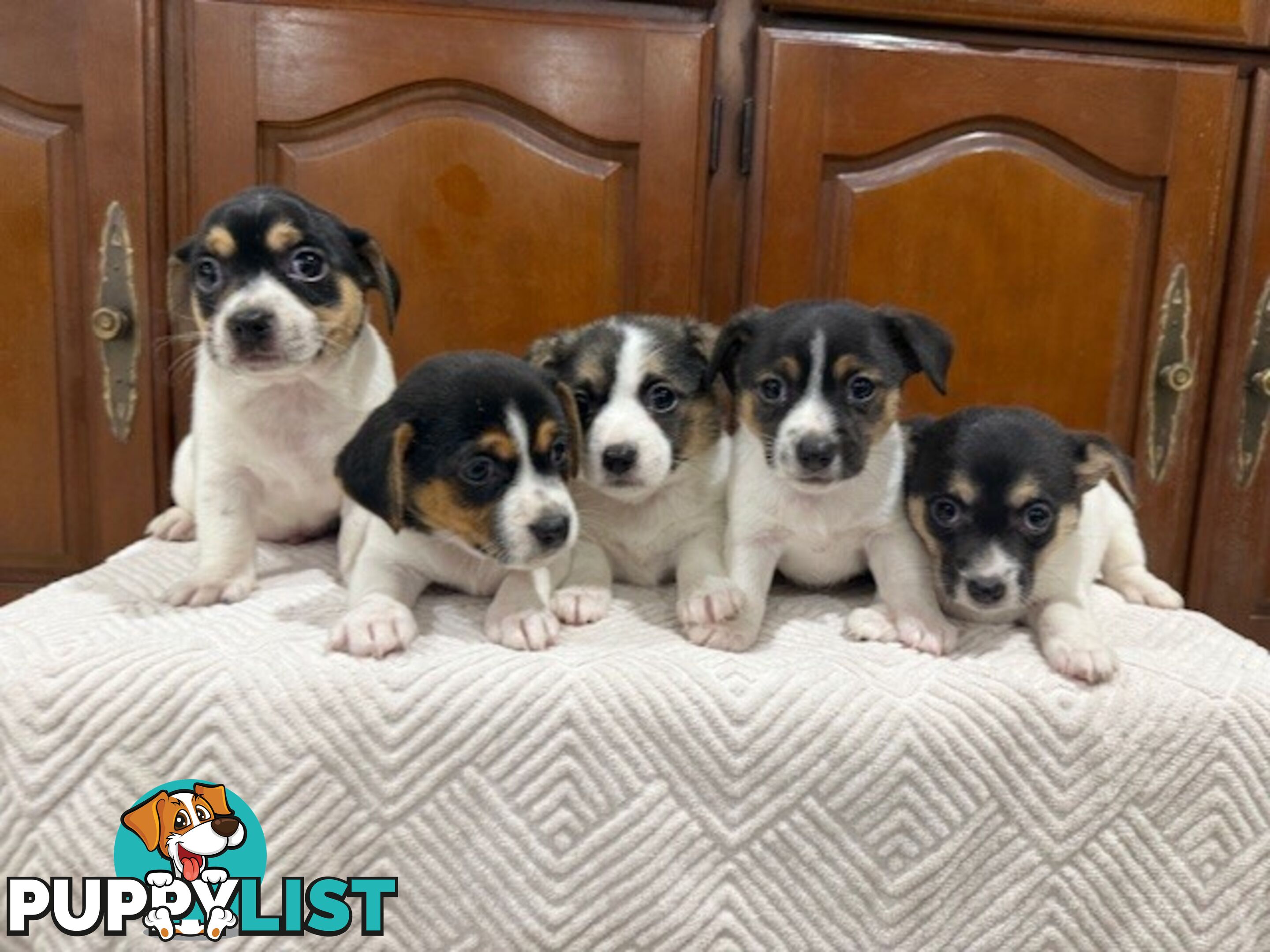 Mini Foxie/ Jack Russel
