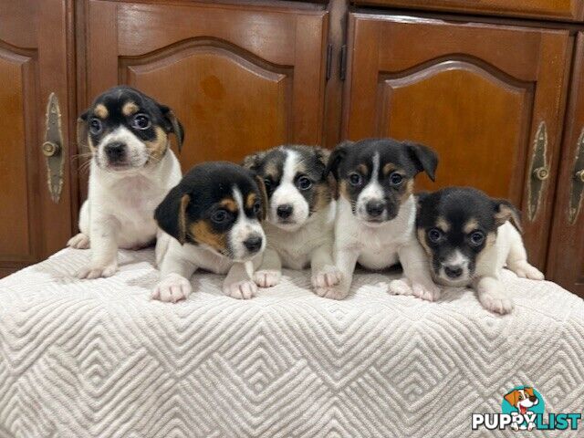 Mini Foxie/ Jack Russel