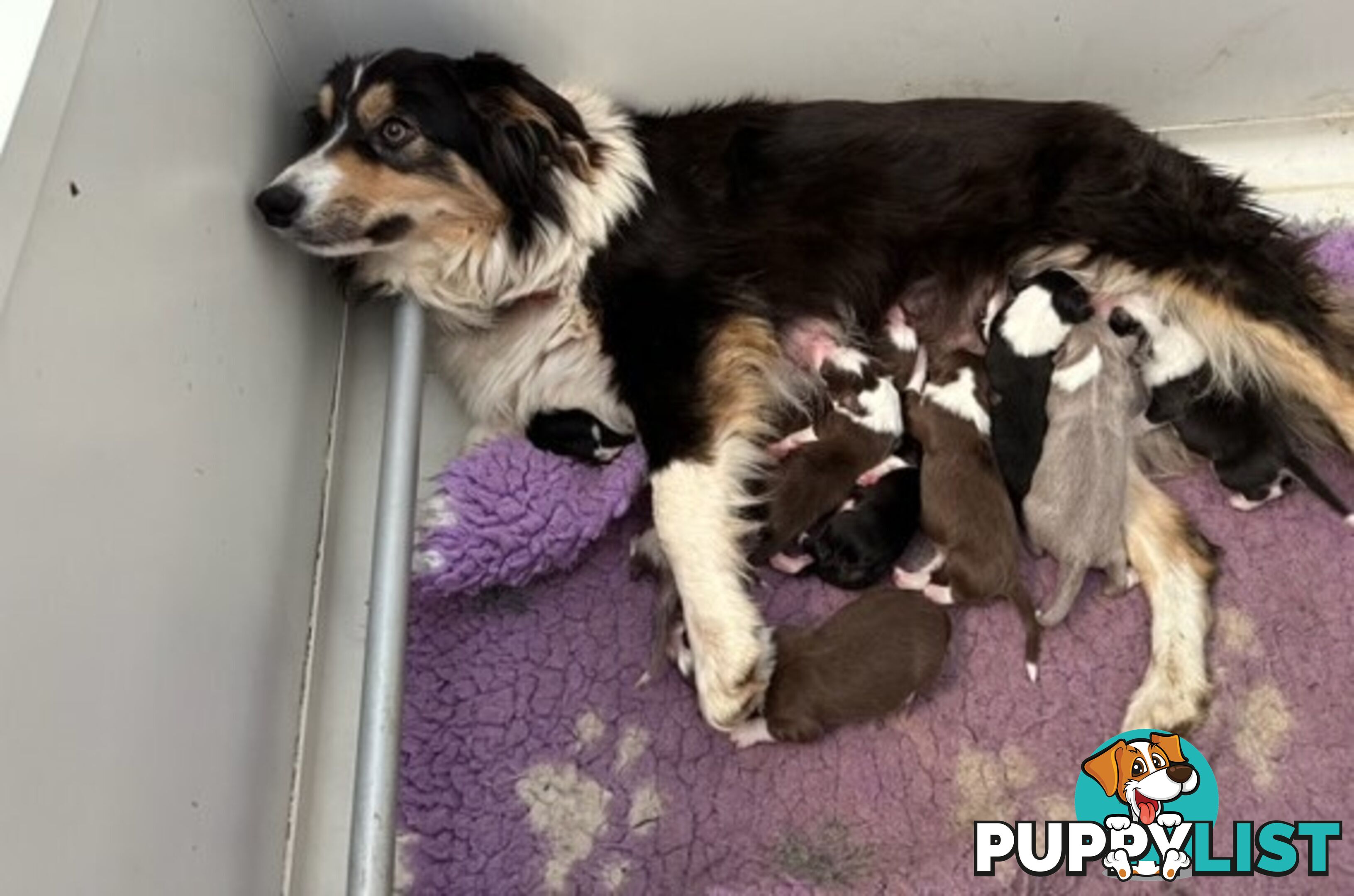 BORDER COLLIE PUPPIES