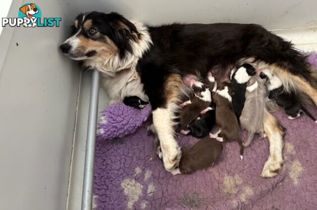 BORDER COLLIE PUPPIES