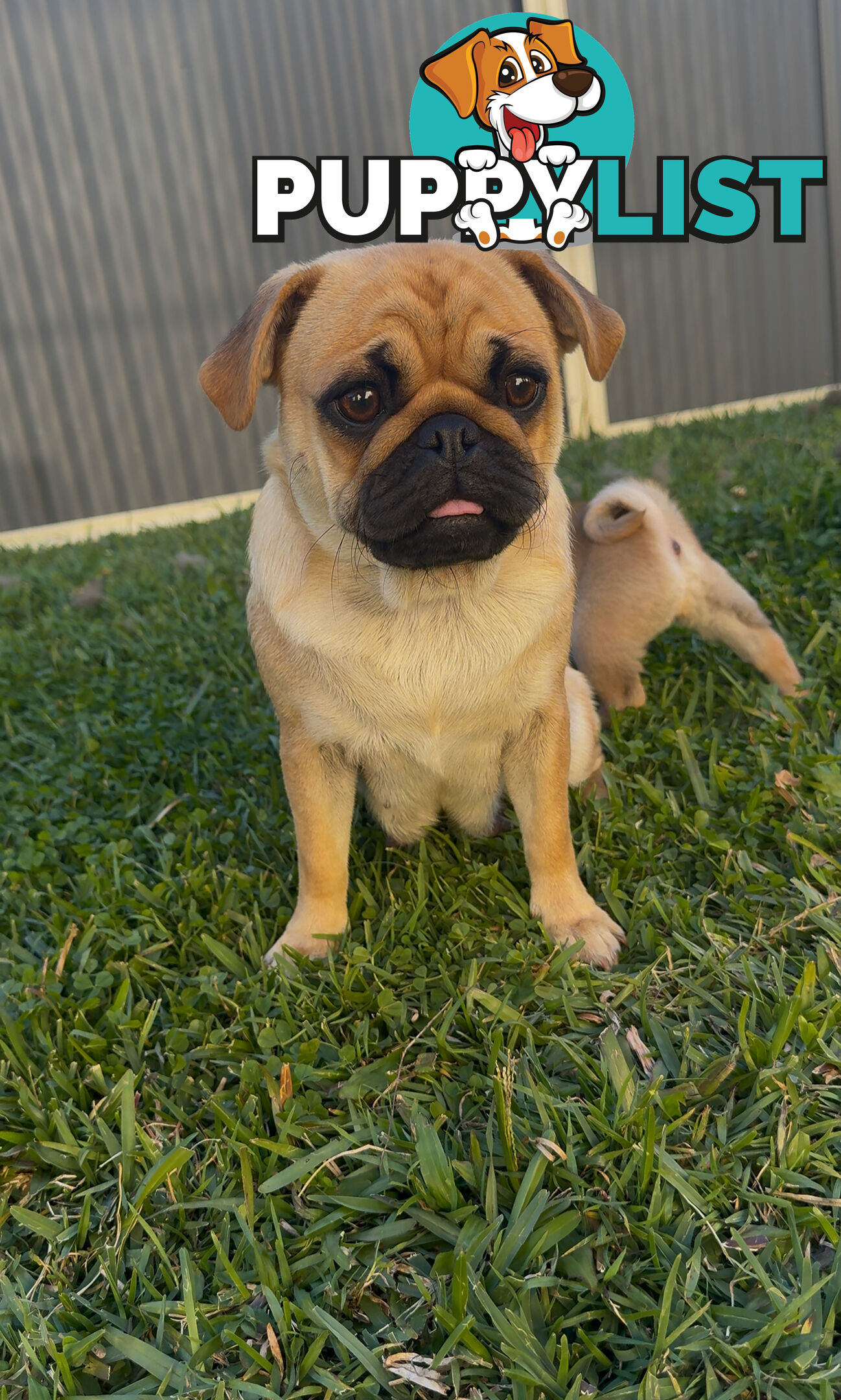 Purebred pug puppy