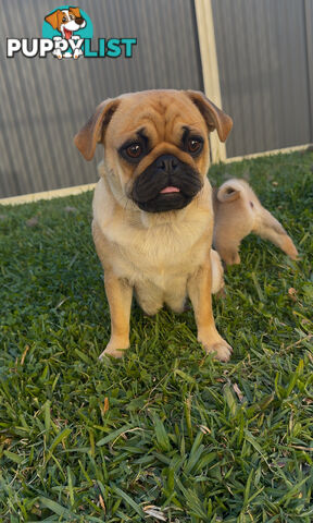 Purebred pug puppy