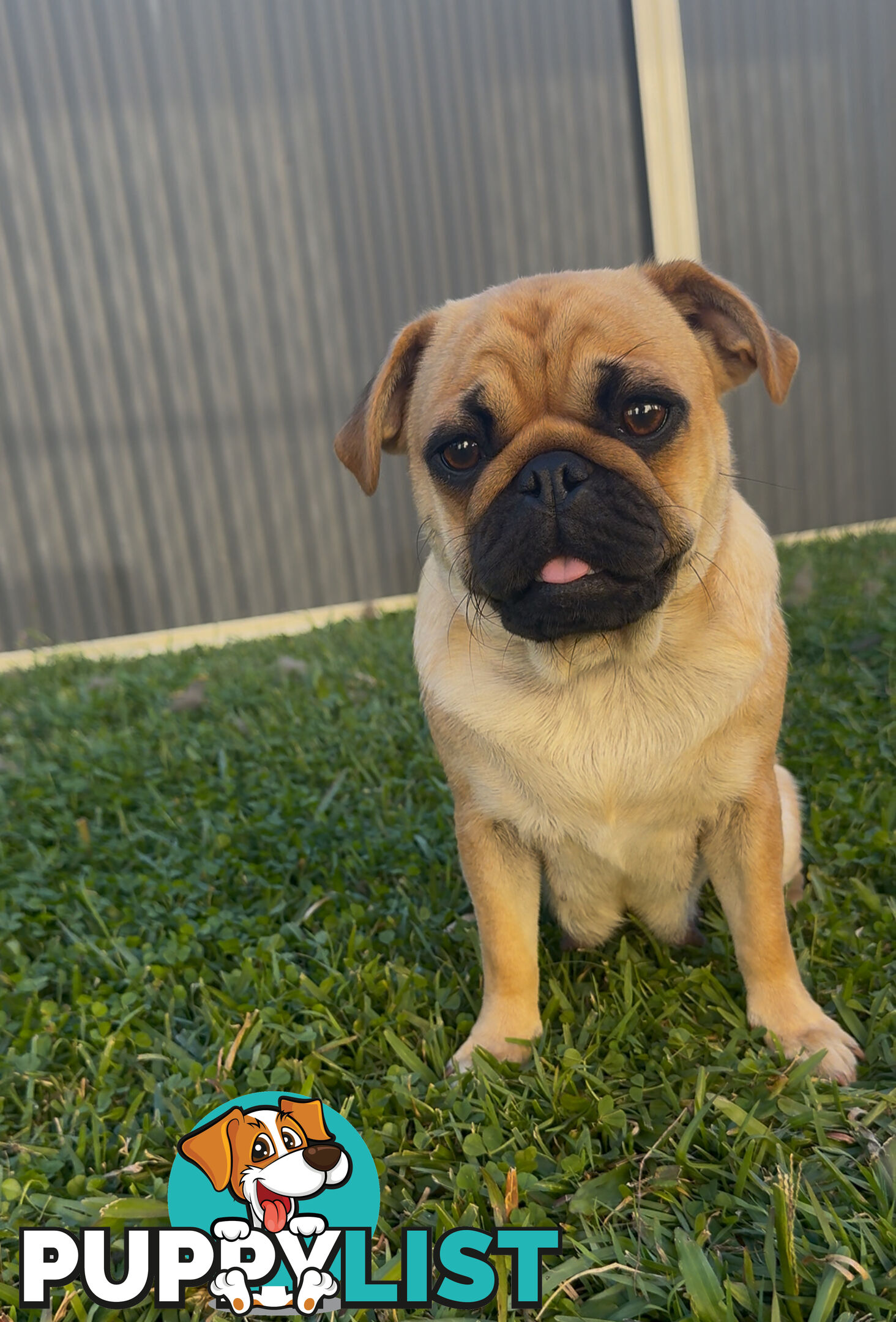 Purebred pug puppy