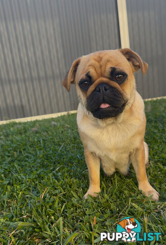 Purebred pug puppy