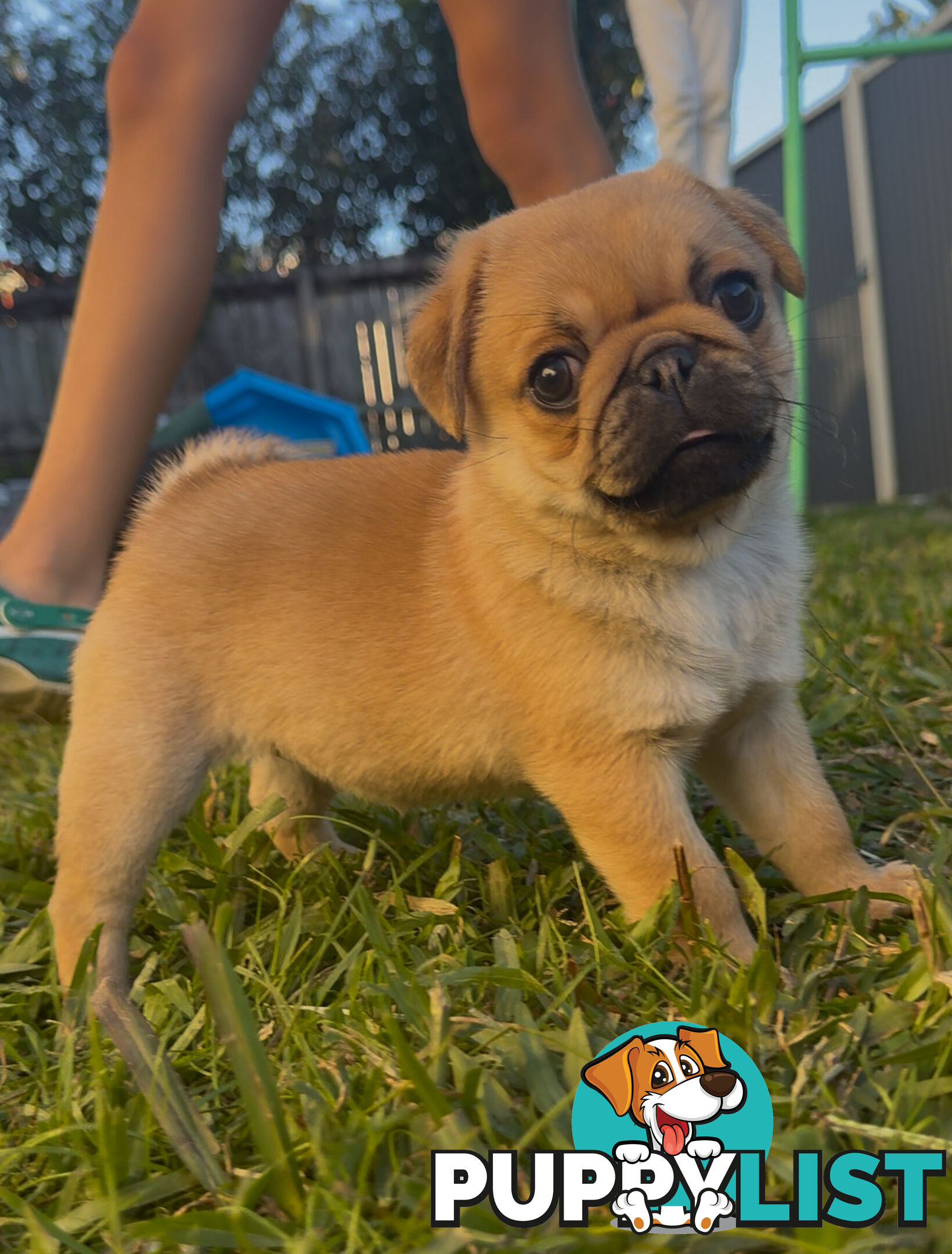 Purebred pug puppy
