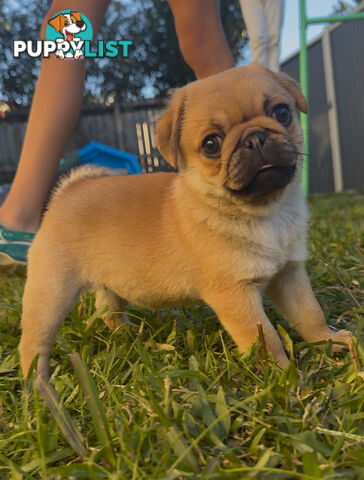 Purebred pug puppy