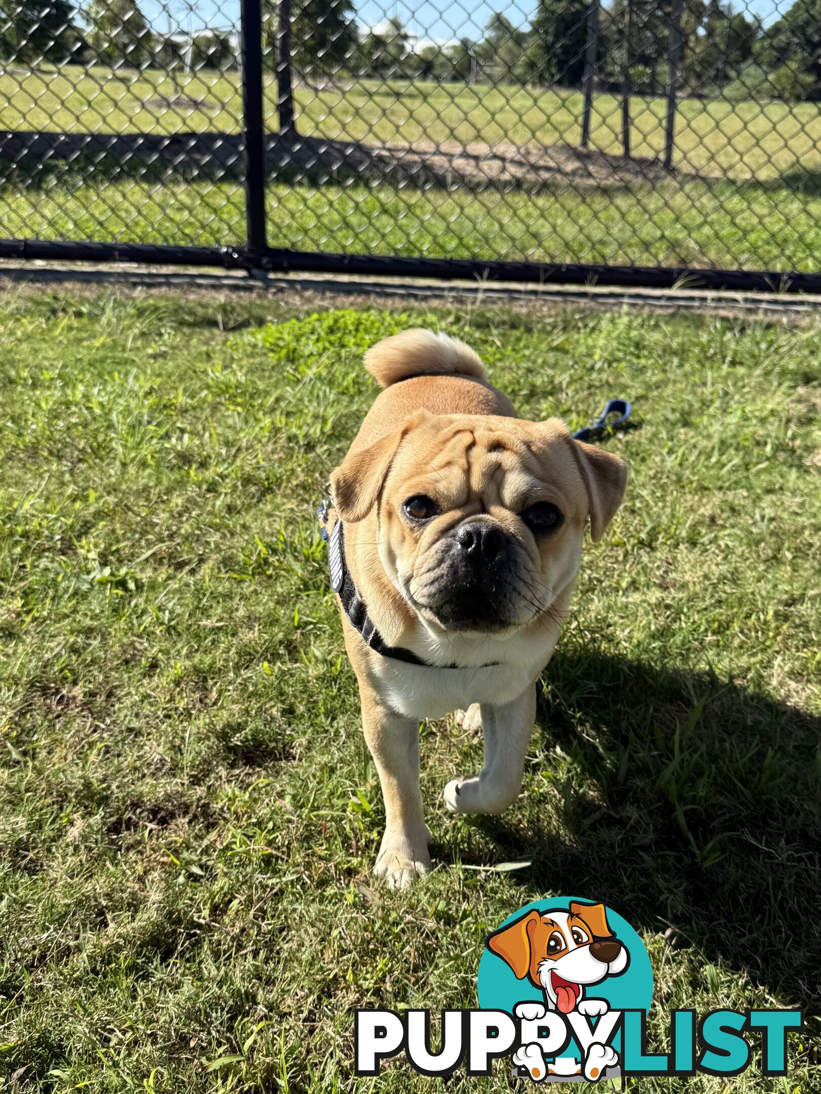 Purebred pug puppy