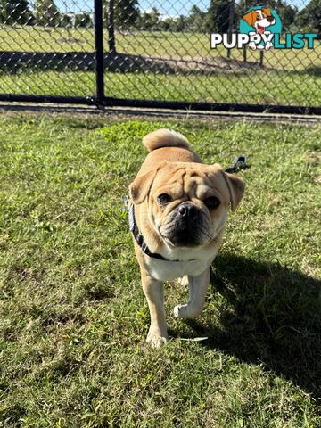 Purebred pug puppy