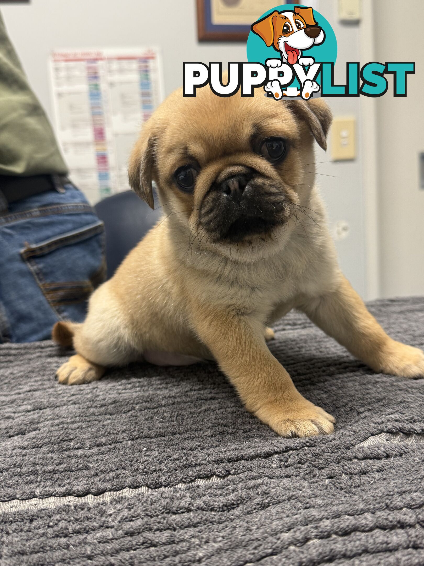 Purebred pug puppy