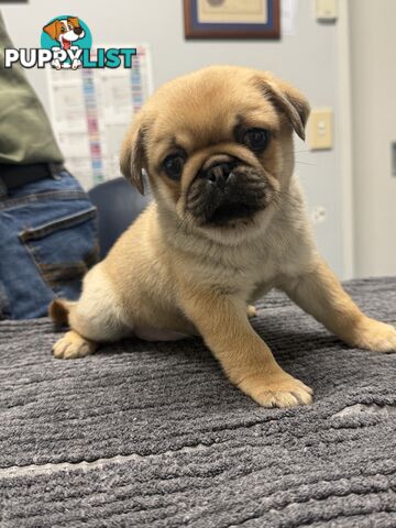 Purebred pug puppy
