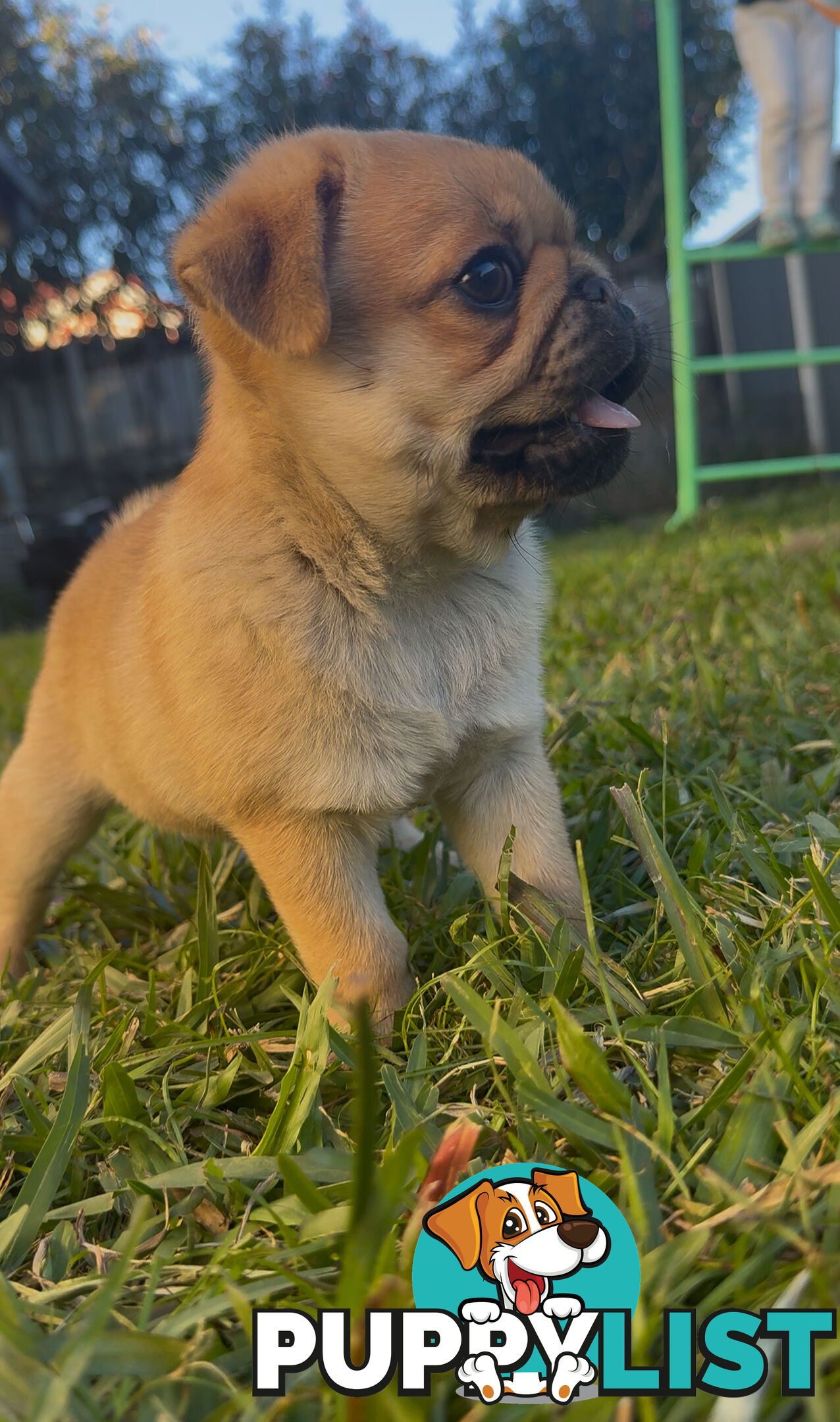 Purebred pug puppy