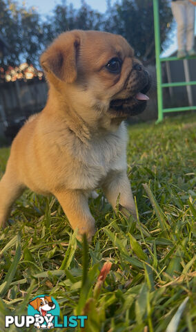 Purebred pug puppy