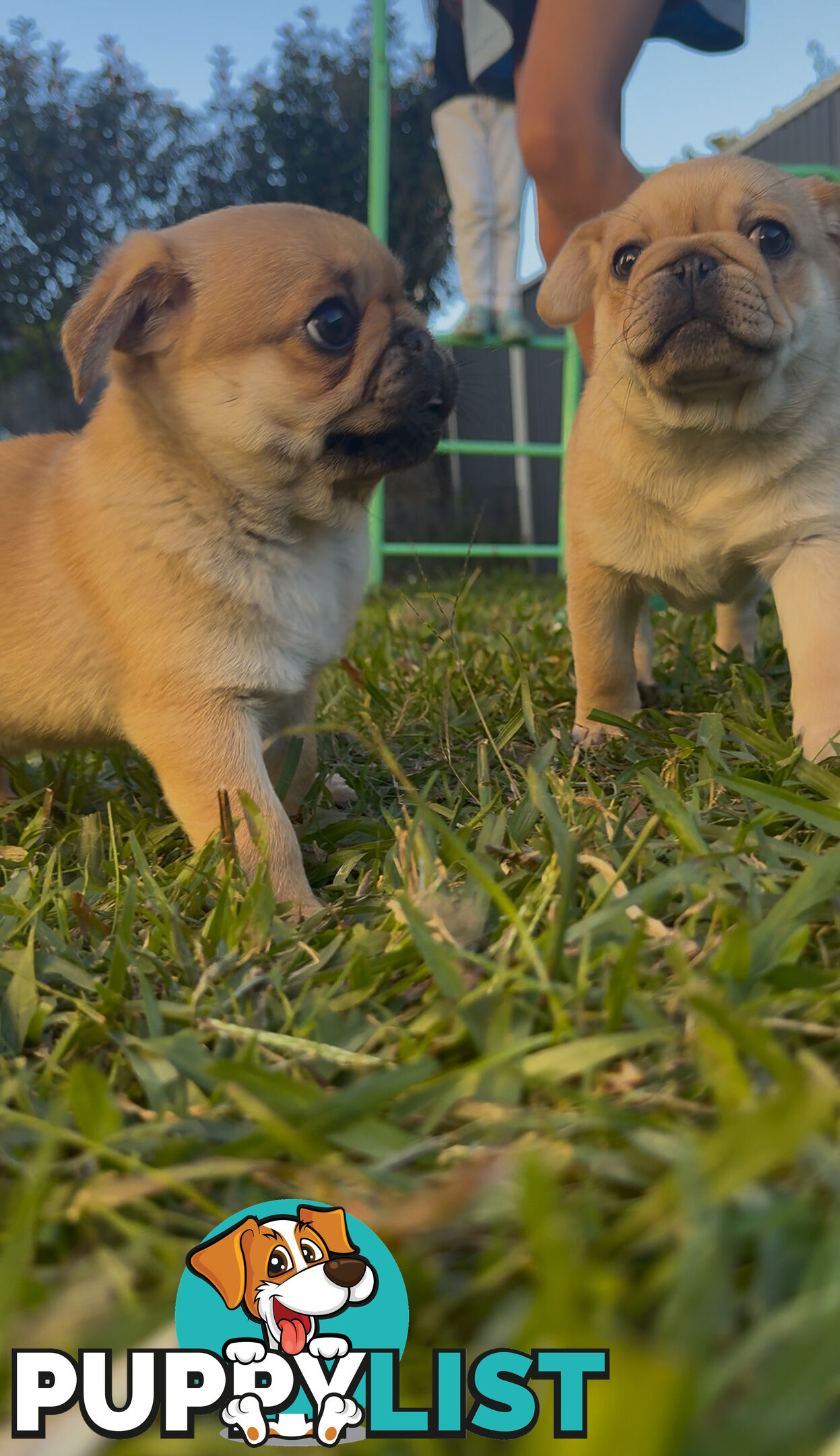 Purebred pug puppy