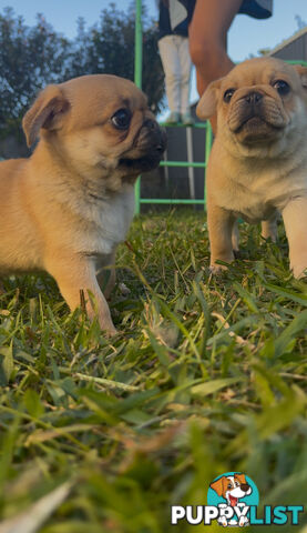 Purebred pug puppy