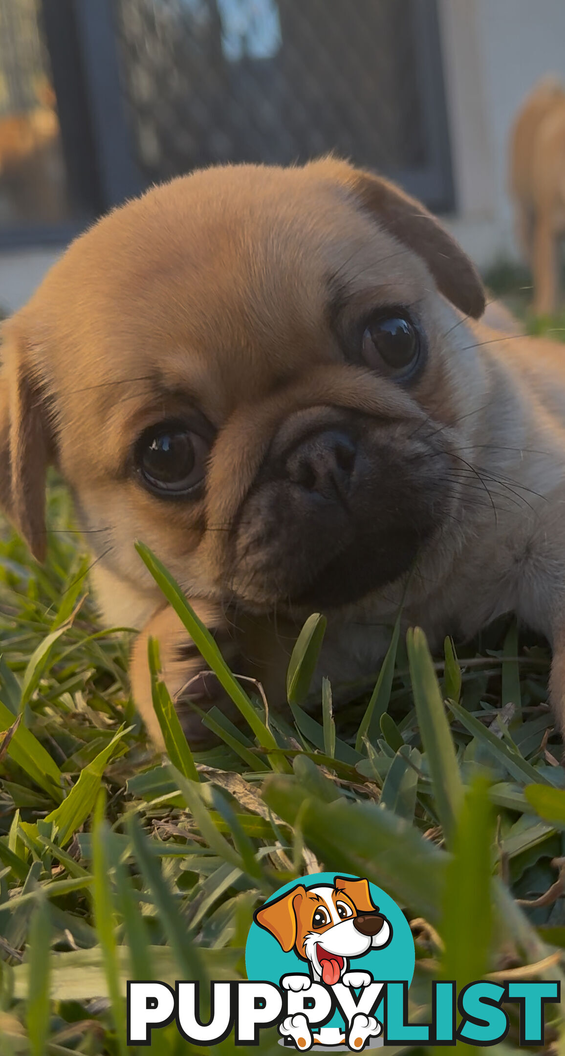 Purebred pug puppy