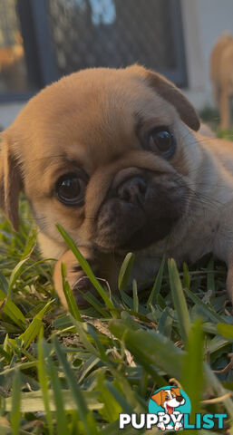 Purebred pug puppy