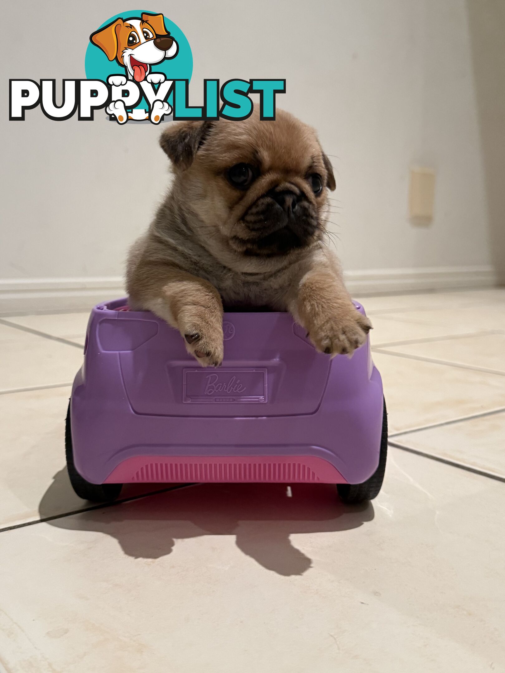 Purebred pug puppy