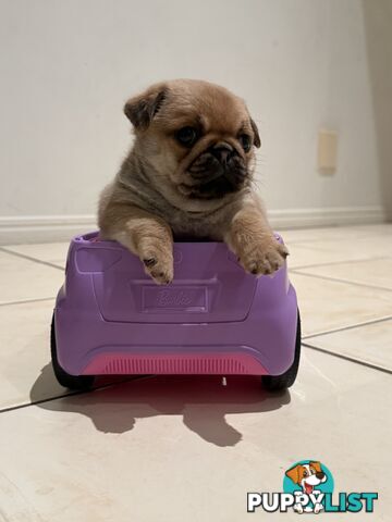 Purebred pug puppy