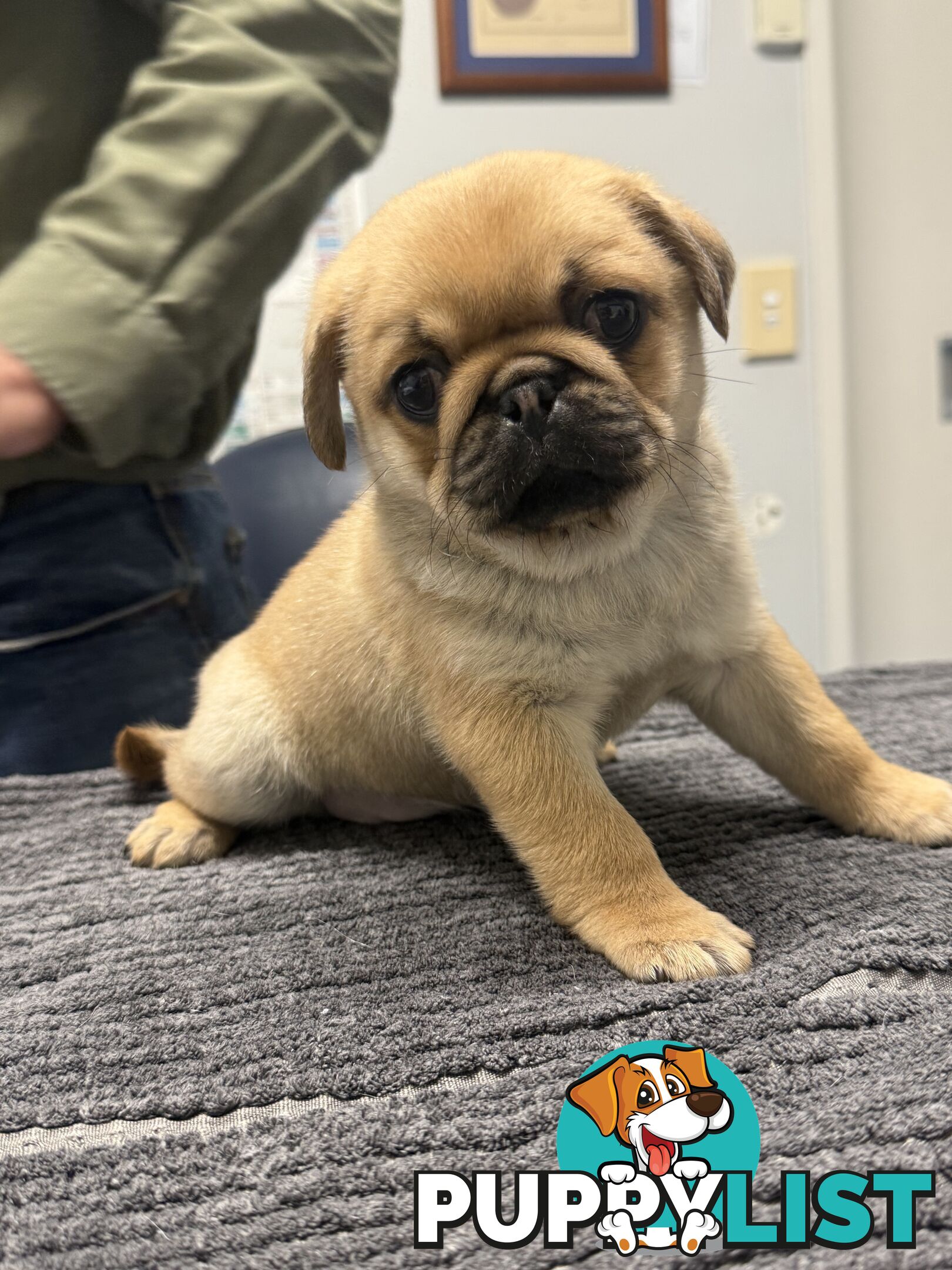 Purebred pug puppy