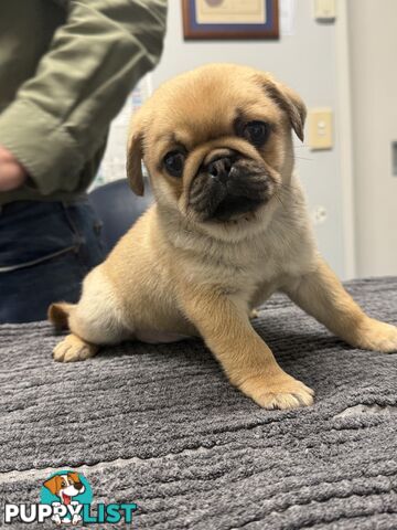 Purebred pug puppy