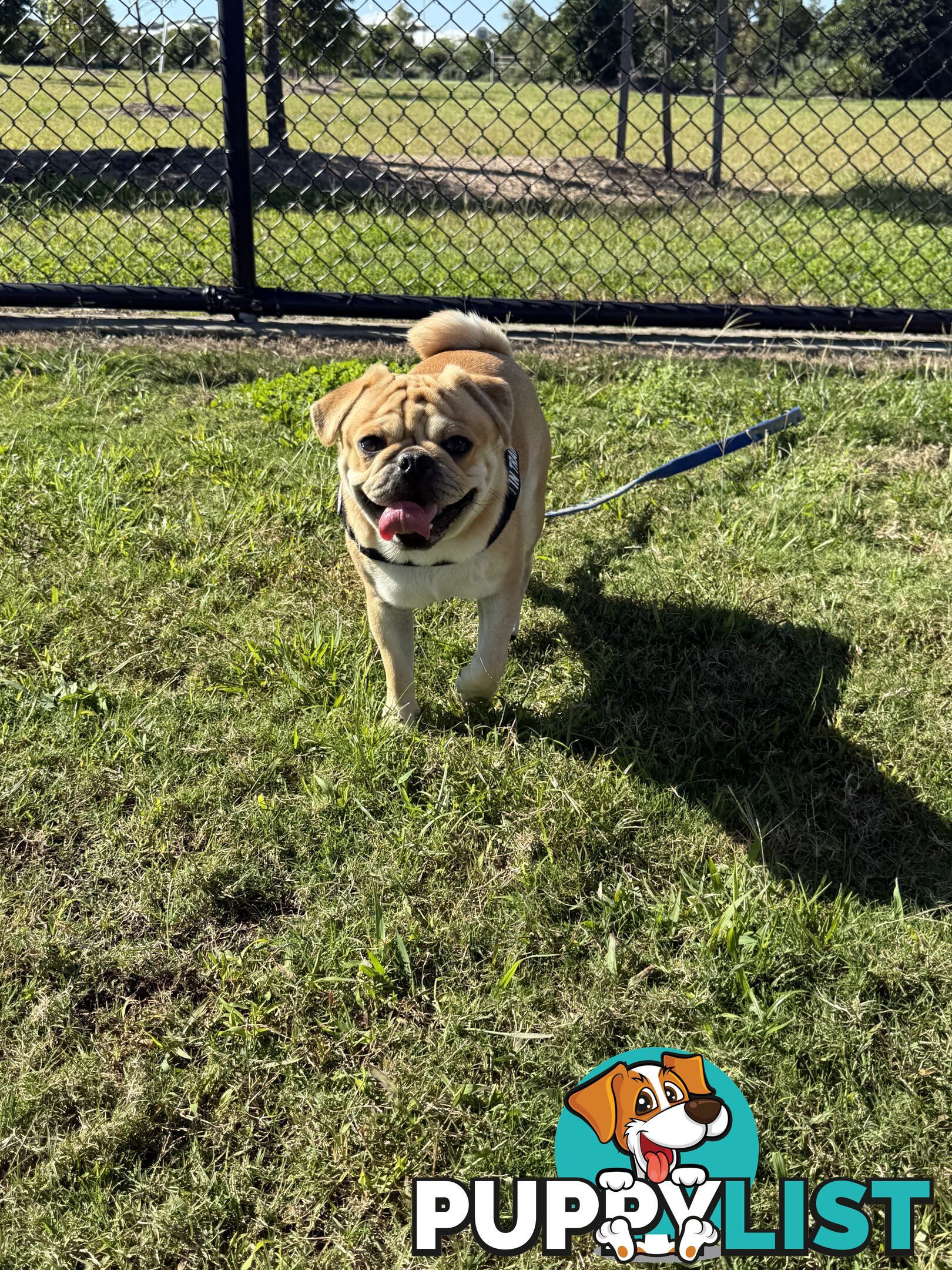 Purebred pug puppy