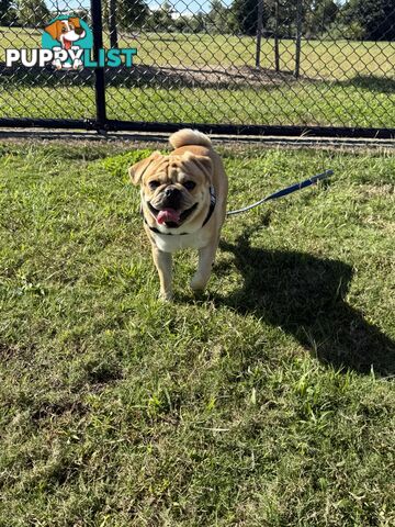 Purebred pug puppy