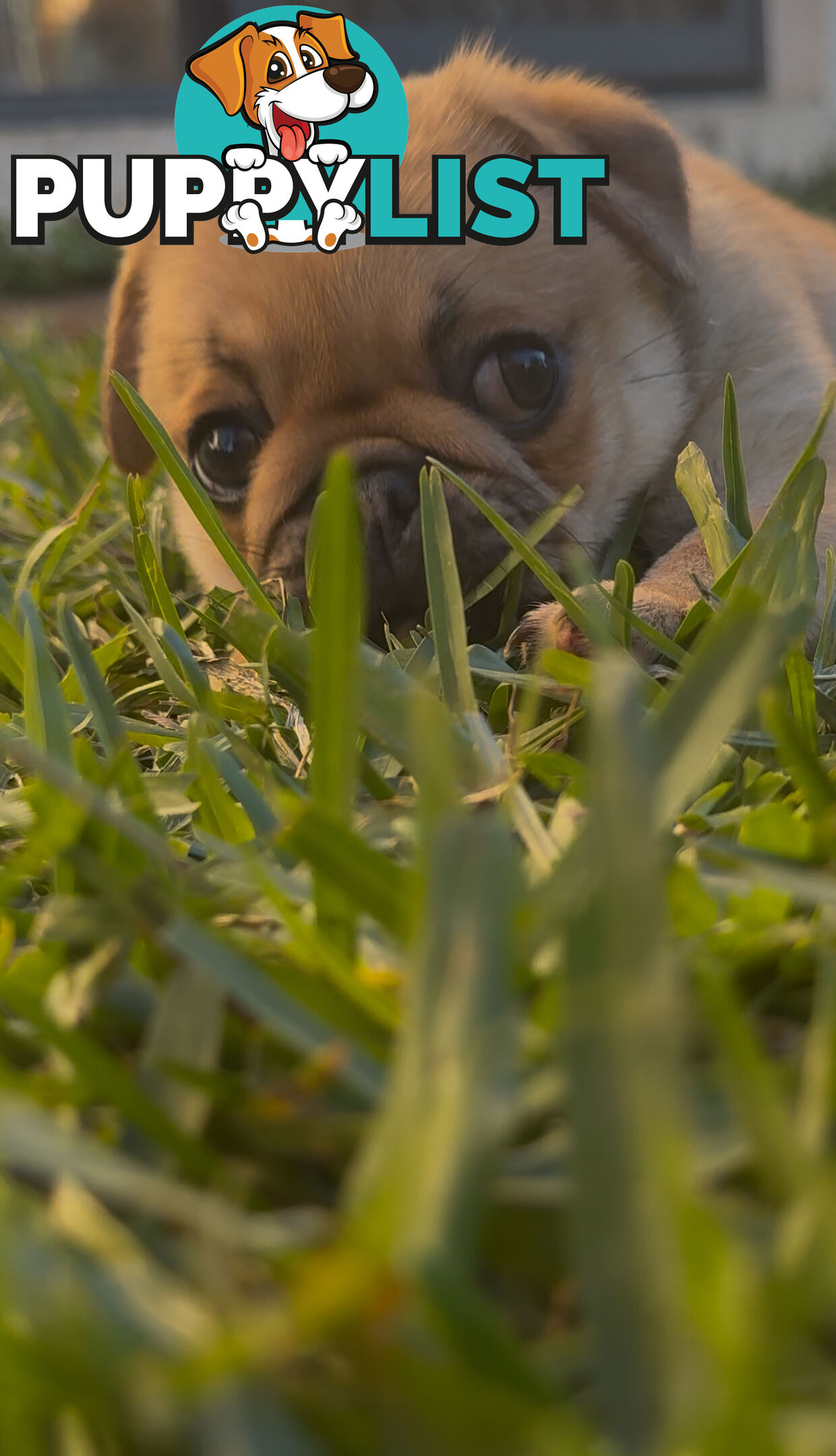 Purebred pug puppy