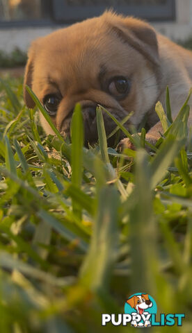 Purebred pug puppy