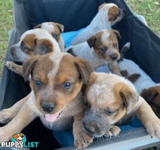 Red Cattle Dog Pups