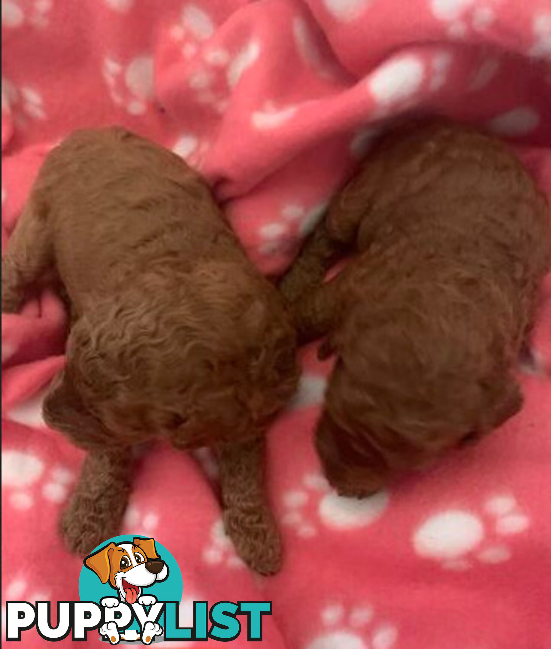 REDUCED RED STANDARD POODLE PUPS READY NOW