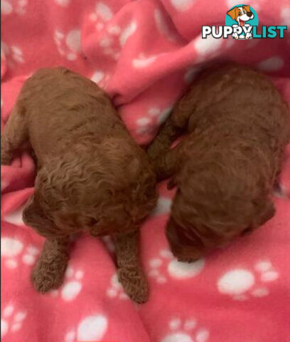 REDUCED RED STANDARD POODLE PUPS READY NOW