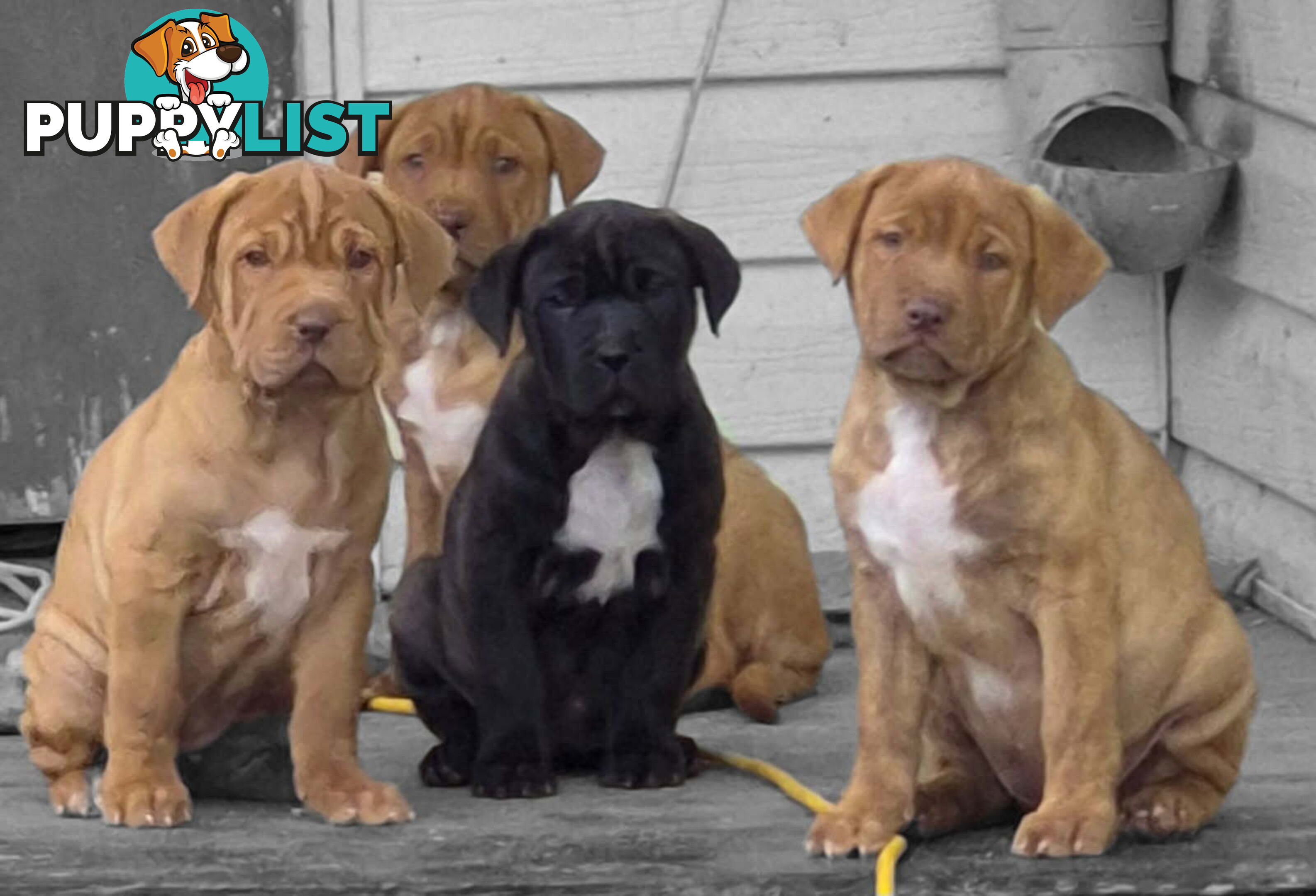 Dogue De Bordeaux Cross puppies