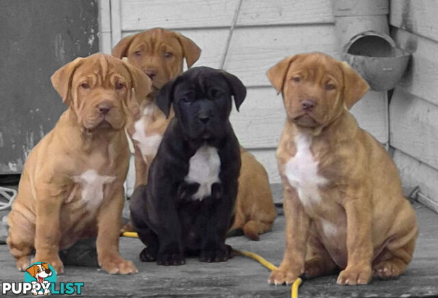 Dogue De Bordeaux Cross puppies