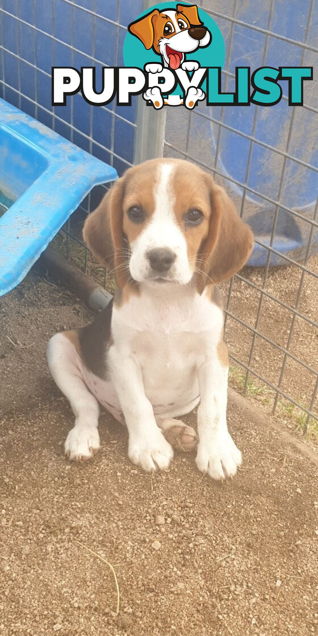 Beaglier Puppies